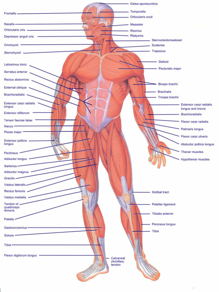 Diagram Of All Muscles In The Human Body Diagram Of All ...